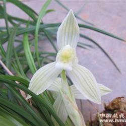 超级漂亮冰美人30苗10个花苞 - 中国兰花交易网