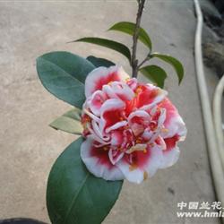 龙火珠 茶花 4年龄