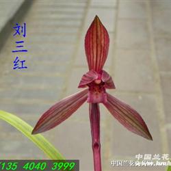 春兰新种红草红花红素~刘三红*前垄子母苗*"0"起拍!