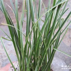 【下山一窝漂亮带艺羊胡子草】