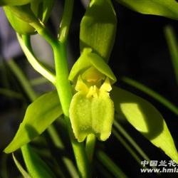 蕙兰大花素心