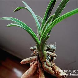刚下山蕙兰矮种--3连苗