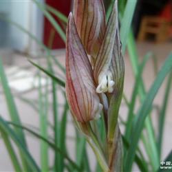 黄金海岸【领带花】10苗带2个花苞 - 中国兰花交易网