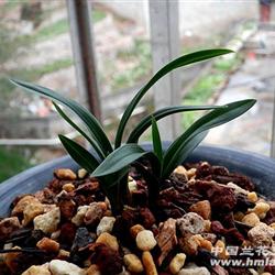 下山春兰头叶型皮草矮种-龙根