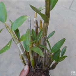 云南野生黄橙石斛