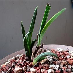 0起拍--刚**蕙兰标准矮种--厚皮