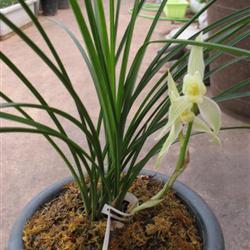 银勺素6苗带花
