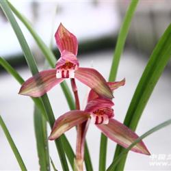 新品辣椒红
