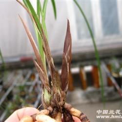 步步高玉树临风
