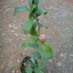 特价拍"花鹤翎"茶花 33公分