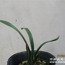 商家南靖祥云兰花有限公司的在线交易品种