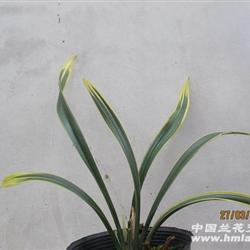 商家南靖祥云兰花有限公司的在线交易品种