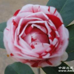特价现花 五色赤丹 茶花 18公分