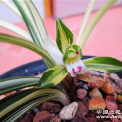 春兰中透草中透花