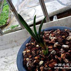 刚下山蕙兰圆头叶型赌草