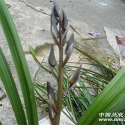下山蕙兰黑色花苞