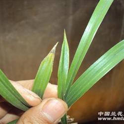 刚刚收来的春兰水晶草(根系不好慎拍)