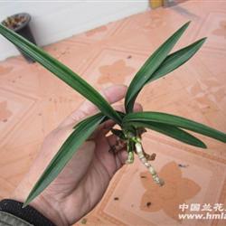 春剑皱皮矮种 - 中国兰花交易网