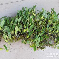 石豆兰(有原生态水苔)长42cm宽18cm