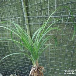 蕙兰【江山素】3苗带3芽 - 中国兰花交易网
