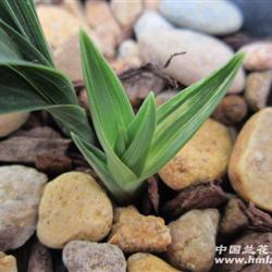 下山春兰木纹皮草双面银中透