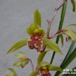 才下山蕙兰-宽舌头(39) - 中国兰花交易网