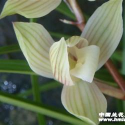 莲瓣兰下山新品麻壳素,3壮苗,带2芽