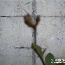 带花苞 蓝莓82