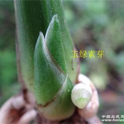 漂亮玉绿素芽下山龙根送春【赌花草】