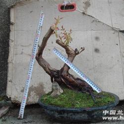 盆景树(刺梨-5),说明下