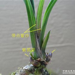 带点紫沙,紫黑芽下山春剑小草【赌花草】 - 中国兰花交易网