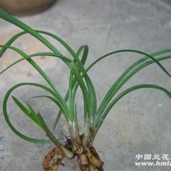 滇荷(莲瓣兰荷瓣精品)2苗2芽