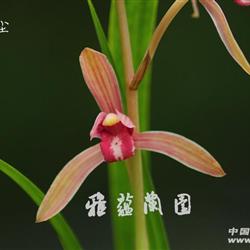 新种艳丽红唇～醉红尘～13050807 - 中国兰花交易网