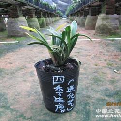 建兰 四季达摩(进化艺) 8苗1芽
