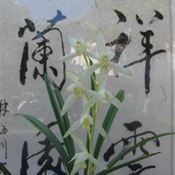 商家南靖祥云兰花有限公司的在线交易品种