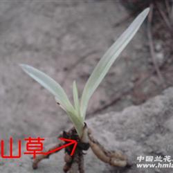 下山龙根春兰幽灵素矮草(赌)浓香品种 - 中国兰花交易