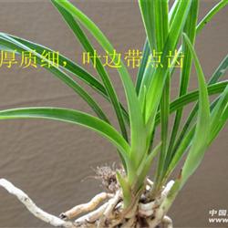 叶质细腻,带齿下山春兰【赌花草】