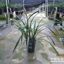 建兰 绿梅12苗2