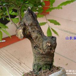 金弹子---大叶微型桩头