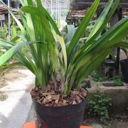 墨兰虎斑带4芽