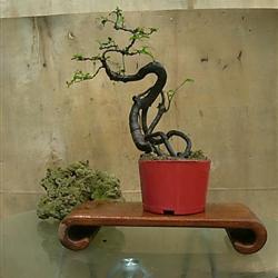 金弹子小品--根艺