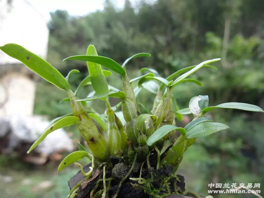 仿野生霍山米斛2年苗(一丛18苗连芽)50