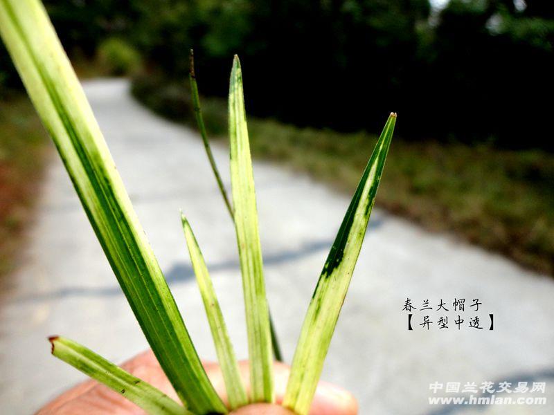 下山春兰【大帽子 极品 叶型 中透】△图片