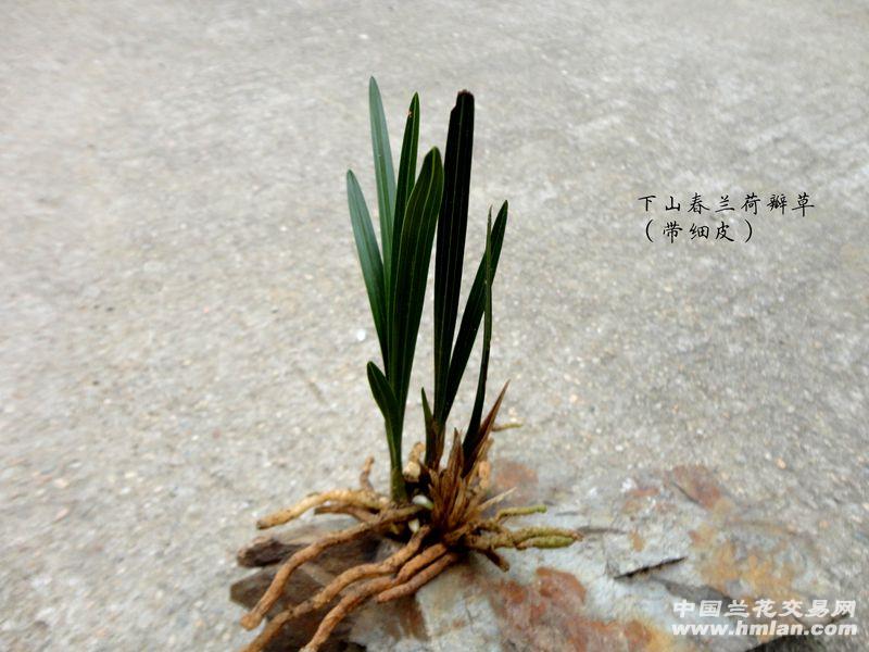 精品下山春兰【带皮 叶型 钝头 荷瓣草】图片