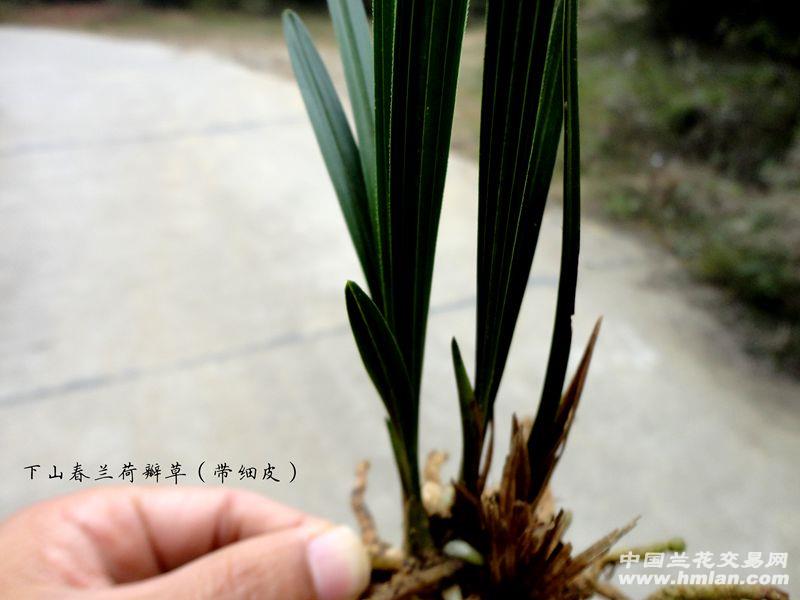 精品下山春兰【带皮 叶型 钝头 荷瓣草】图片
