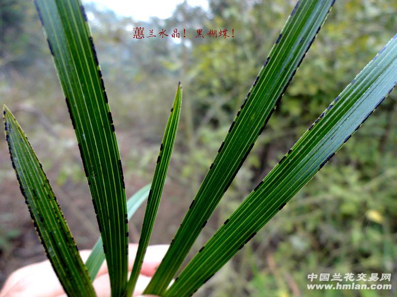 下山蕙兰【水晶 黑糊蝶!开蝶花?】