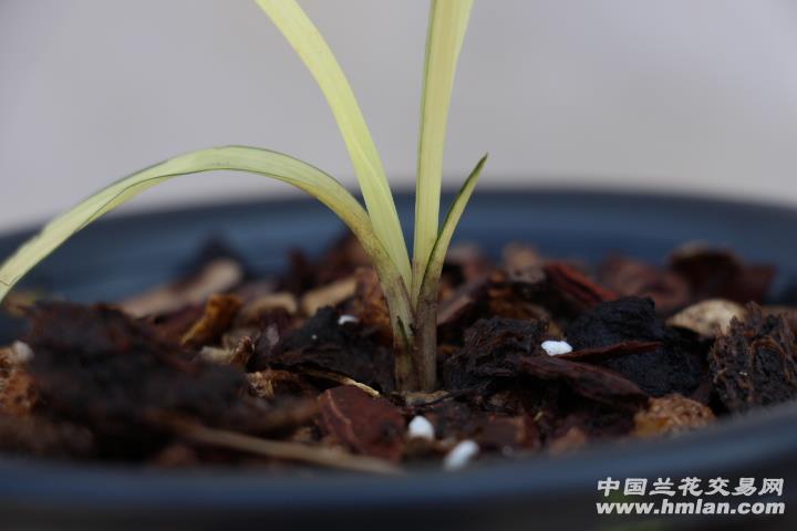 龙根苗-下山春兰朵香-黄中透(欣赏勿拍)