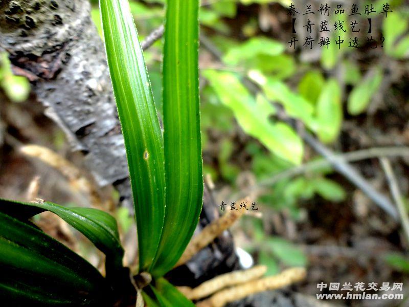 春兰精品鱼肚草【青蓝线艺】【开荷瓣中透花?】