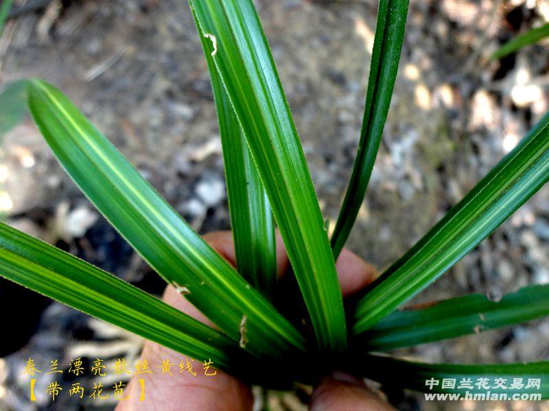 鱼肚春兰【漂亮 黄散斑丝艺草】 带2花苞】
