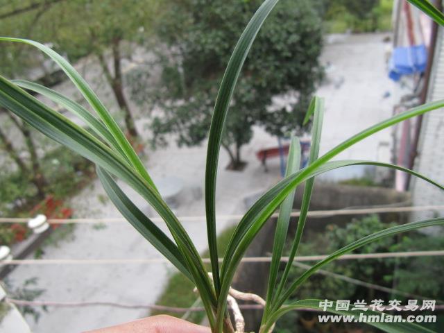 <em>元宝针织毛衣</em>的花样图片大全_<em>元宝针织毛衣</em>的